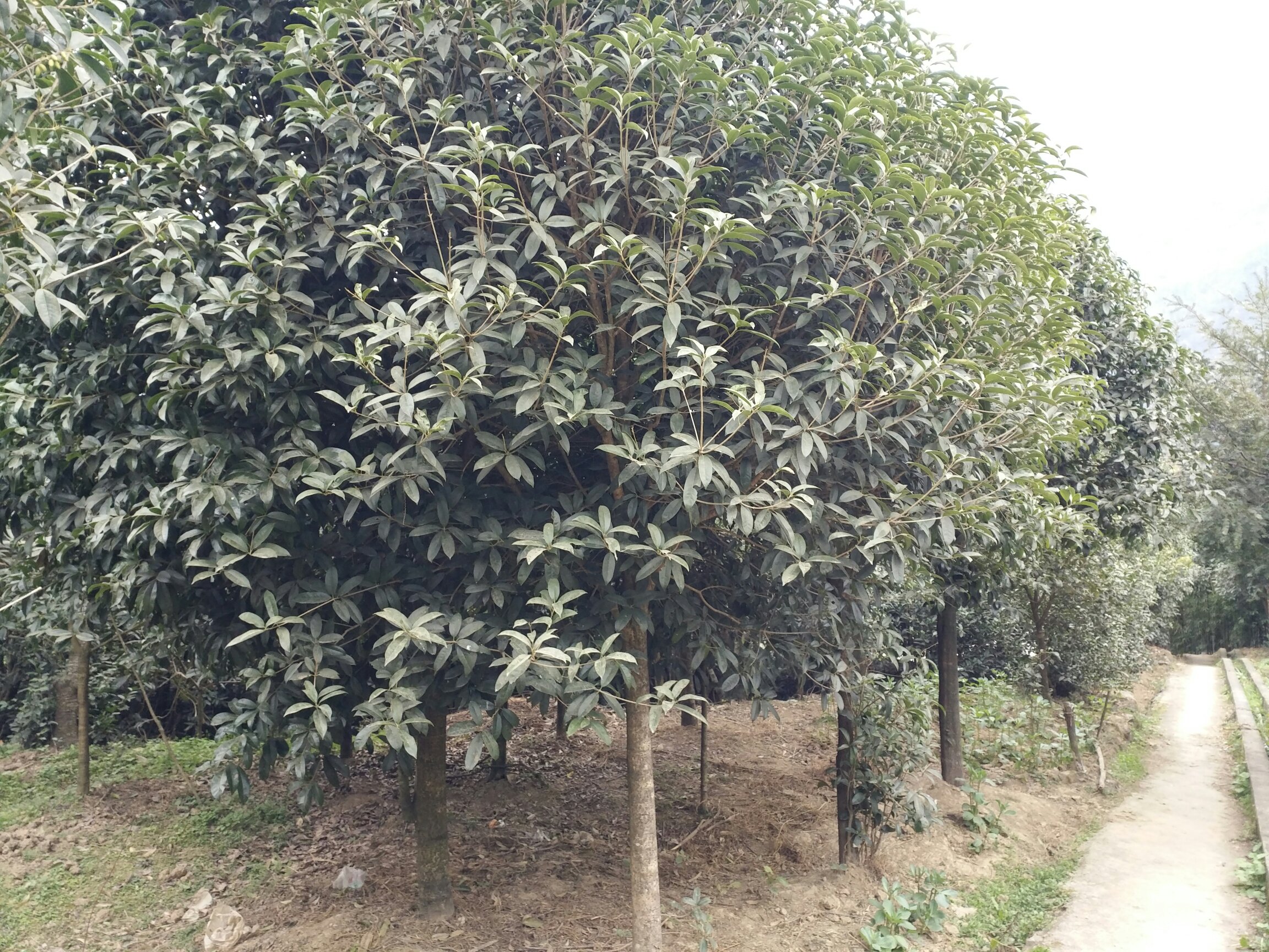 四季桂种植在园林小径旁,形成一道芳香宜人的景观走廊 四季桂在园林中的应用