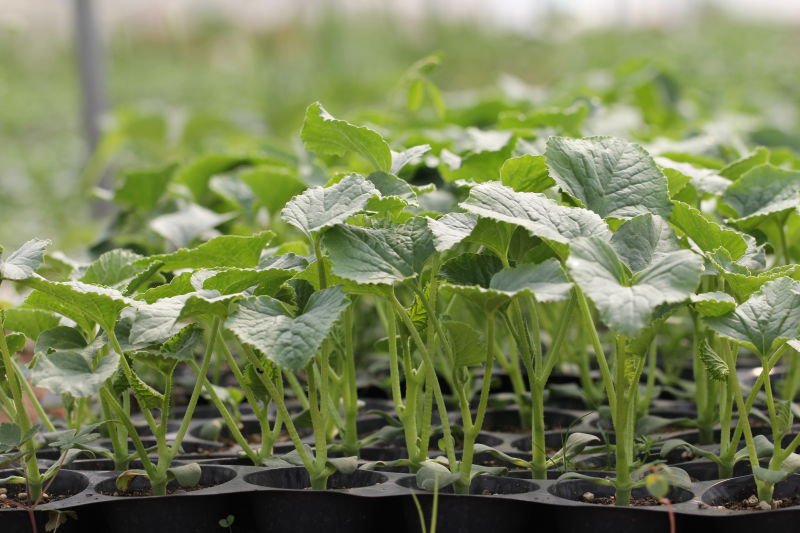 油麦菜春季温室育苗场景