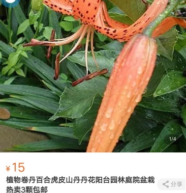 [百合批发]卷丹百合山丹丹价格15.00元/件 - 一亩田