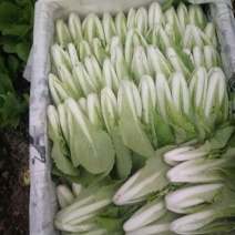 油菜快菜快来哦