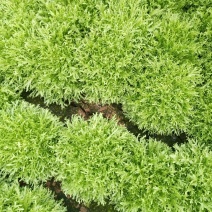 苦菊3-7两
