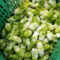 儿菜随时供货可代收。