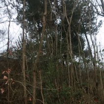荒山野珍
