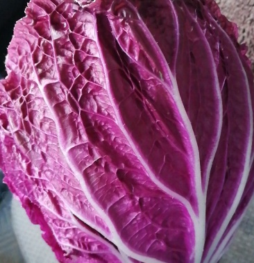 紫罗兰白菜,韩国紫裔大白菜