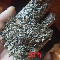 枫香种子，枫香小苗，3公分枫香，5公分枫香
