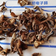 东北野生榛蘑一袋一斤，还有礼盒装