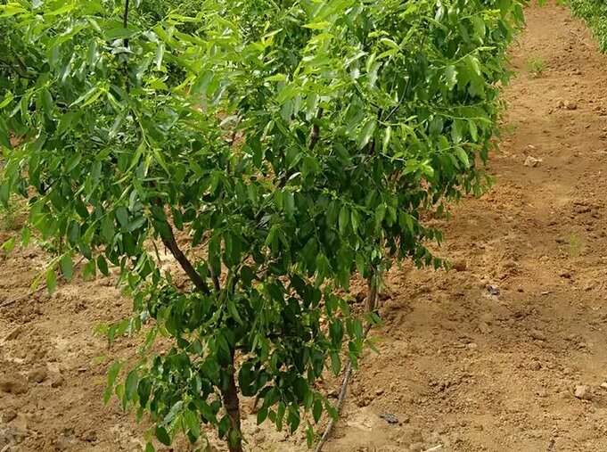 山东无棣金丝蜜枣种植园航拍