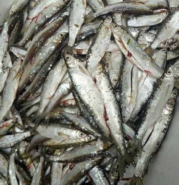 [刀鱼批发]蓝刀鱼价格7.00元/斤 - 一亩田