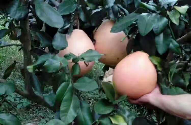 不同品种板栗对比图