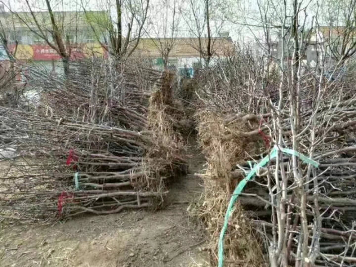 冬枣树苗展示图