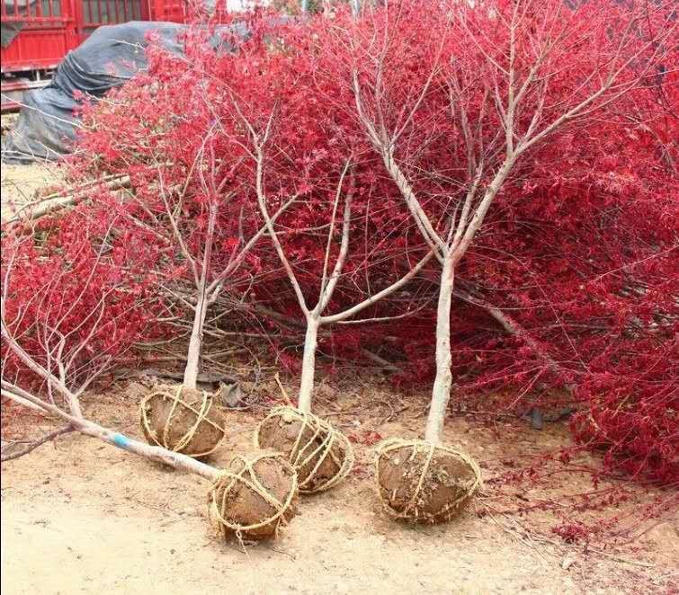 工人正在对红枫小苗进行带土球挖掘,土球直径约为苗木地径的10倍,使用草绳紧密缠绕固定,根部保持湿润,背景为早春裸露土壤,天气晴朗 红枫苗春季带土球移栽现场