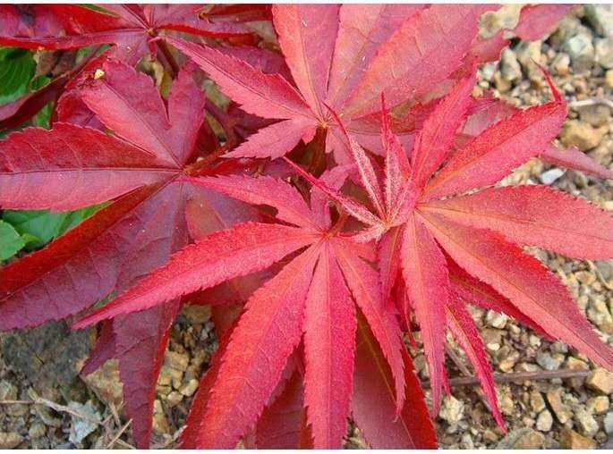 三组并列展示的红枫苗特写照片:左侧为美国红枫‘秋火焰’紫红色叶片特写,中间为日本红枫‘珊瑚阁’细裂叶片与红色枝条组合,右侧为中国红枫‘十月辉煌’深裂掌状叶形态,背景为白色参照板,标注品种名称与叶部细节 红枫苗不同品种对比展示图