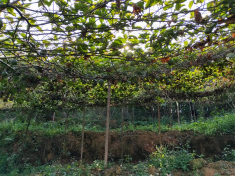 红心番石榴果园实景