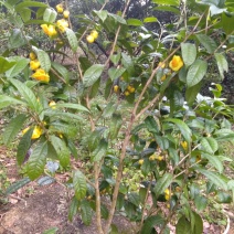 金花茶烘干花450元1斤
