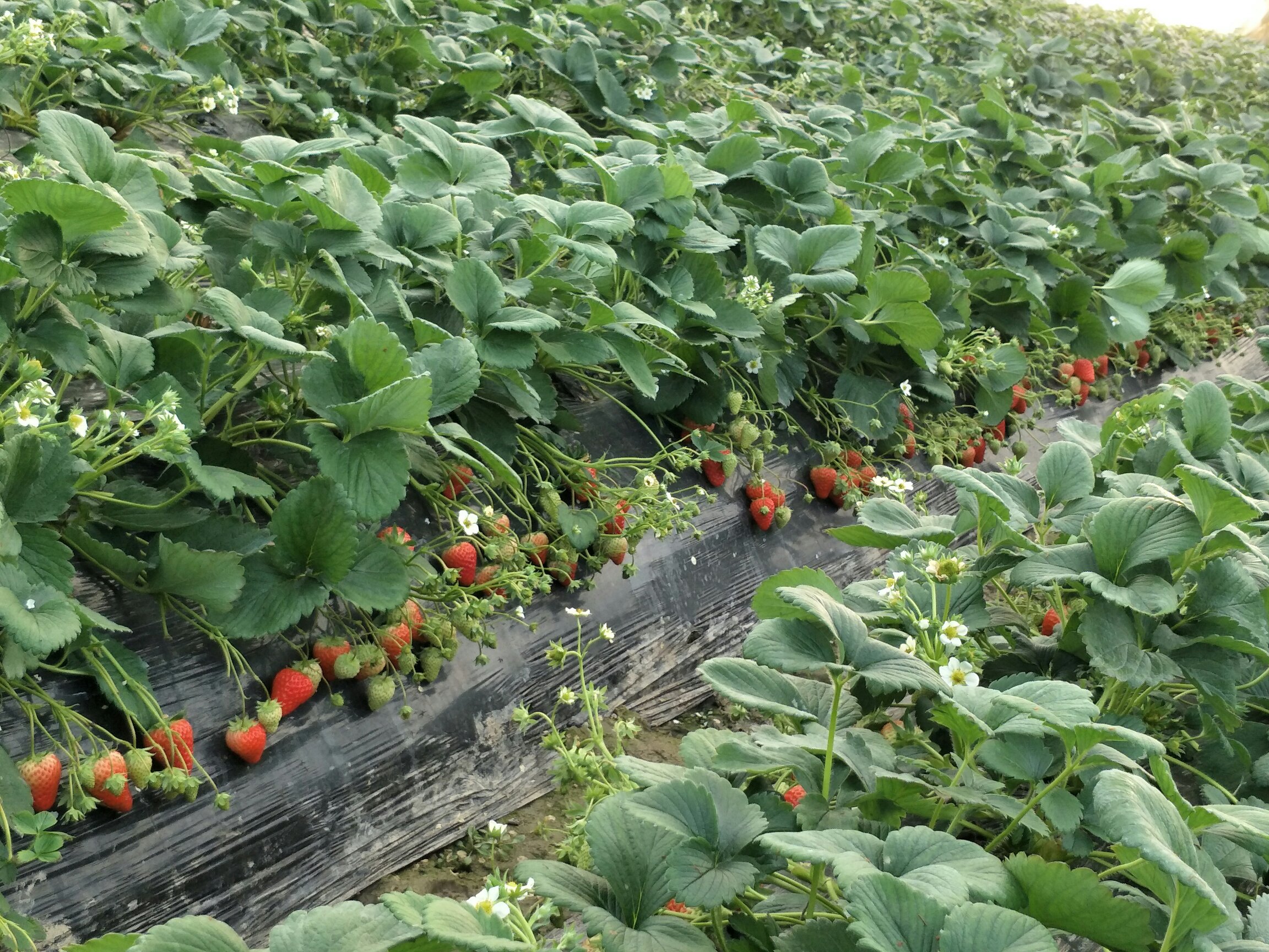 奶油草莓节日活动现场
