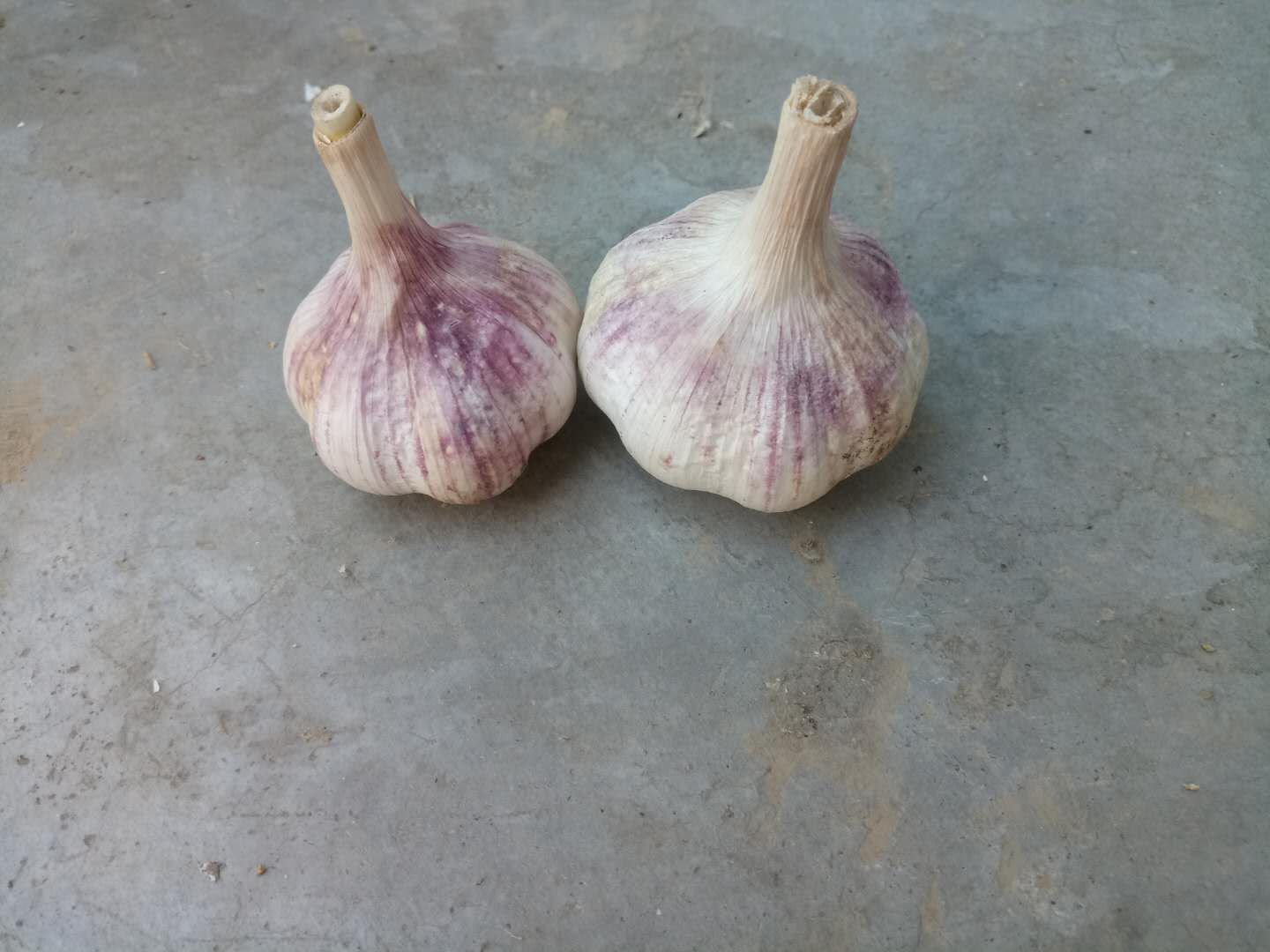 金乡白皮大蒜特写