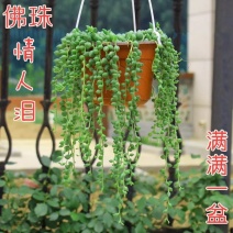 佛珠吊兰盆栽垂吊植物珍珠吊兰室内情人泪多肉植物紫玄月