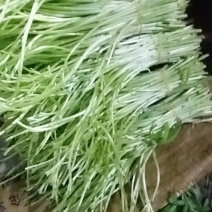 芦篙