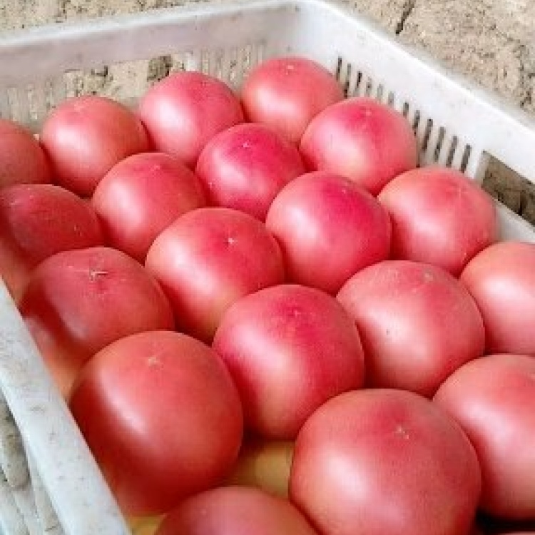 [硬粉西红柿批发]沙嚷西红柿,大红硬粉,西红柿.易存放,耐运输,口感好.