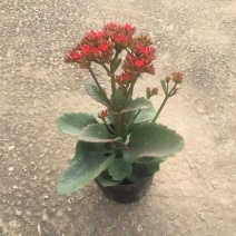 长寿花，花期长达4个多月，春节前后开花，寓意好，花形漂亮
