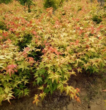 [红枫批发]金陵黄枫日本红枫盆景苗价格5.50元/棵 - 一亩田