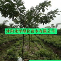 合欢树可视频看货选货一亩田线上交易下单购买包邮发货