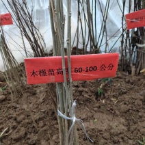 木槿树可视频看货选货一亩田线上交易下单购买包邮发货