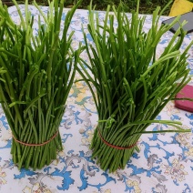 芦蒿