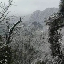 有林地