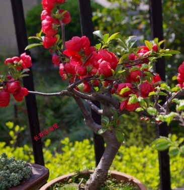 长寿冠盆景日本海棠盆栽 名贵开花盆景 植物盆景