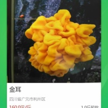 金耳