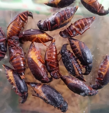 母山水牛特大母的