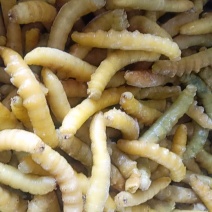 豆虫