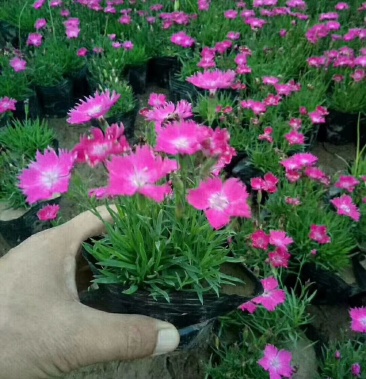 欧石竹粉贝基地直销量大从优