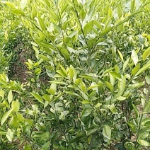 桔子树，枇杷树