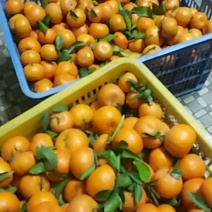 砂糖吉