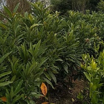 枇杷树