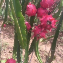 红心火龙果苗