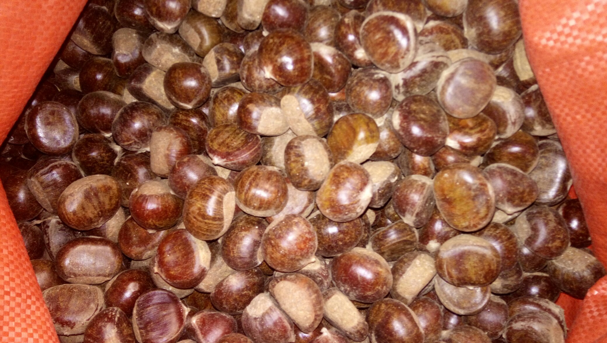 小五油栗深加工产品展示