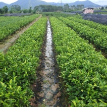 蜜兰香（白叶）鸭屎香单枞茶树苗