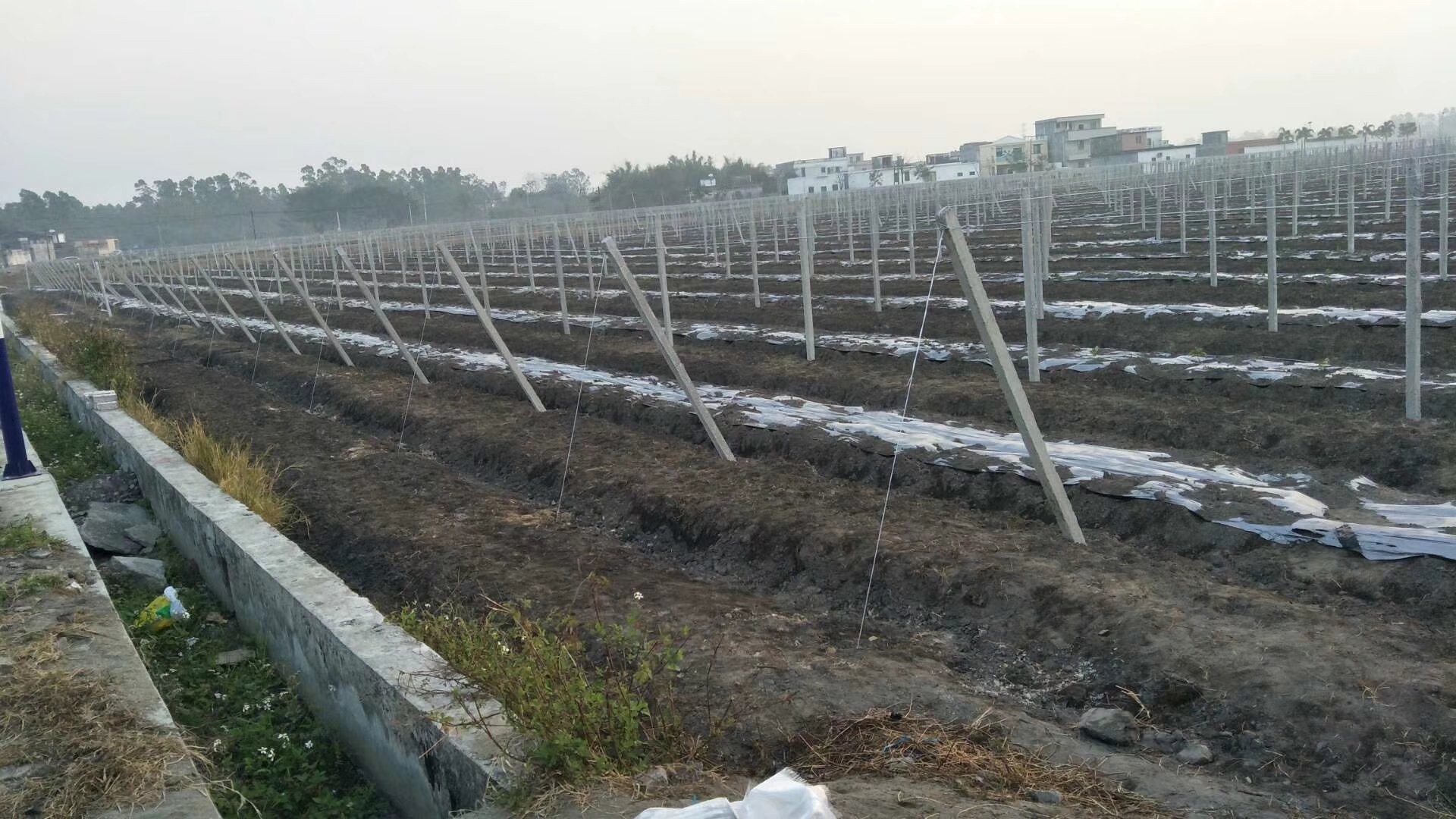 青枣主干绑扎细节图