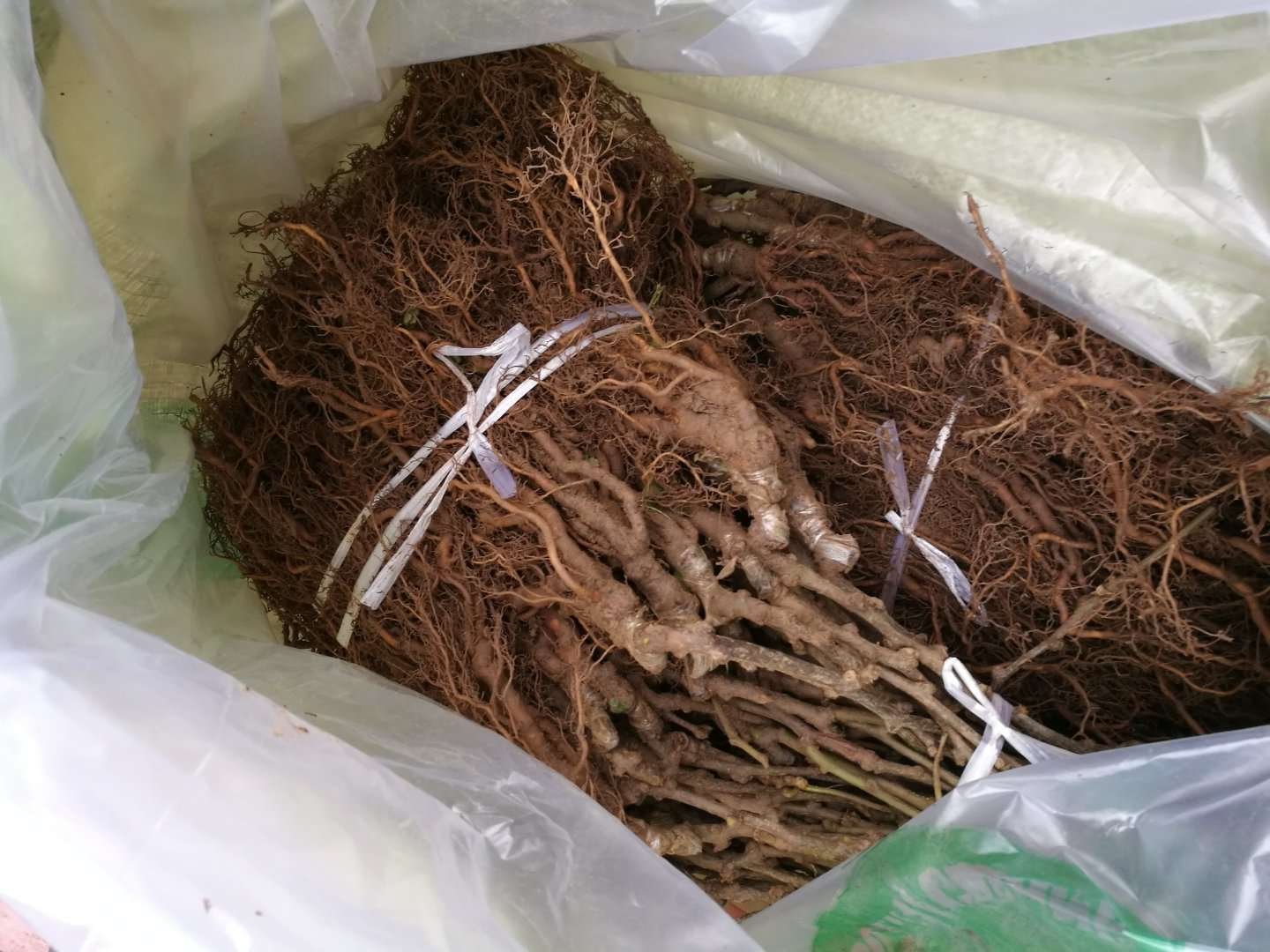 海沃德猕猴桃根系三维结构图,展示主侧根分布、吸收根密集区及根际微生物群落分布,土壤剖面显示0-60cm深度内根系集中层 根系结构示意图