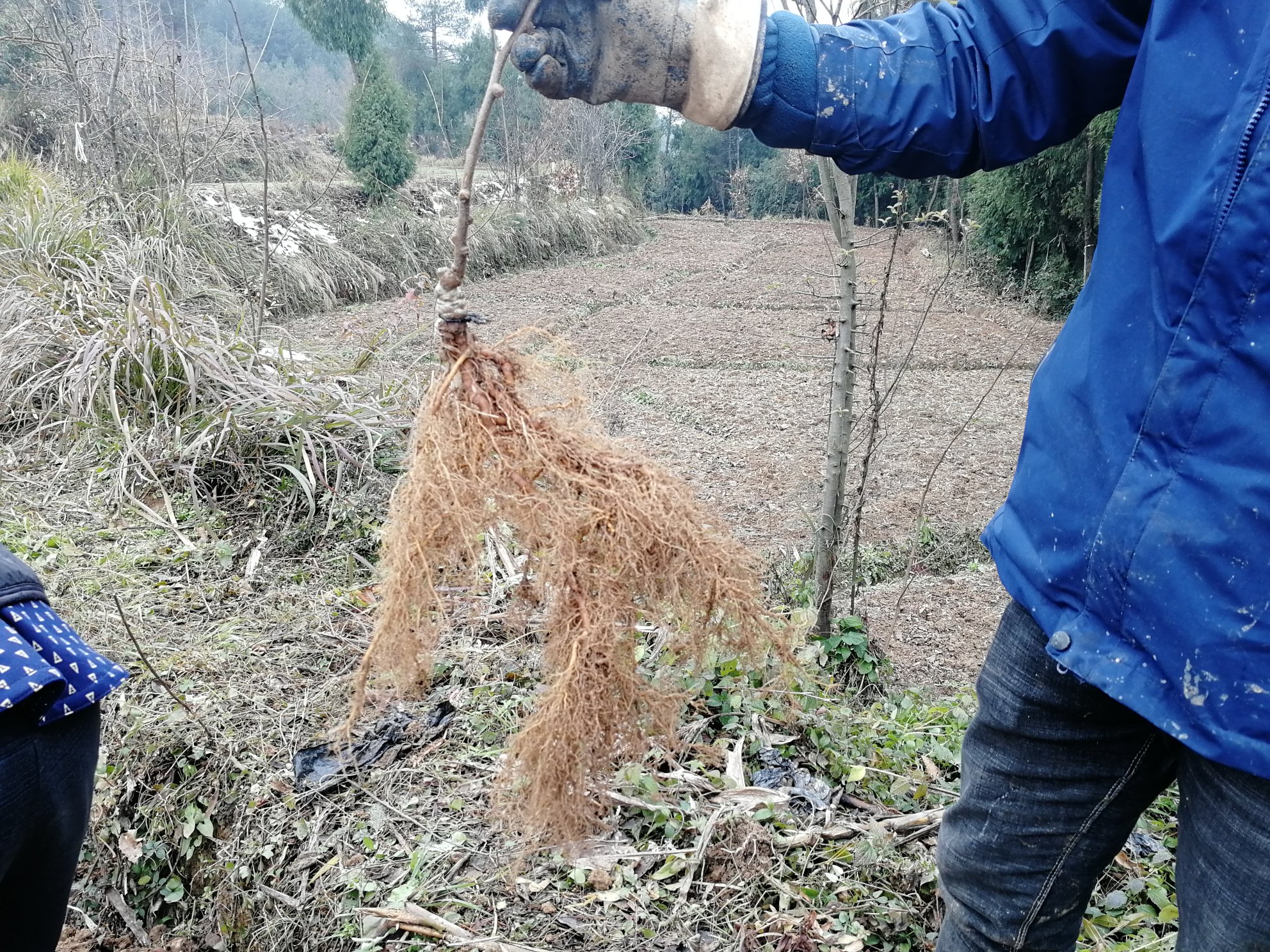 图示:标准猕猴桃适栽缓坡地形剖面。左侧为防风林带(高6–8m乔木+3m灌木复合结构),中部为12°南向坡面,表土层深35cm(含腐殖质),心土层深45cm(砂壤过渡层),底土层为透水砾石层;右侧标注地下水位稳定线(距地表1.3m),坡脚设截水沟(宽40cm×深30cm,内衬无纺布)。 猕猴桃最适地形剖面示意图:展示5°–15°南向缓坡结构,标注土层厚度(≥80cm)、地下水位线(1.2m以下)、防风林带位置及滴灌主管道走向