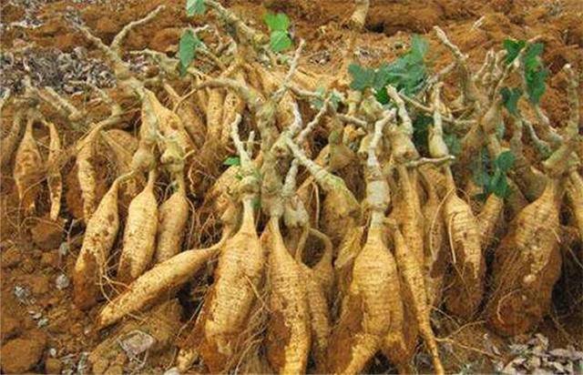 葛根地龙主要功效的图文展示,涵盖降压、通络、止痛等方面 葛根地龙功效示意图