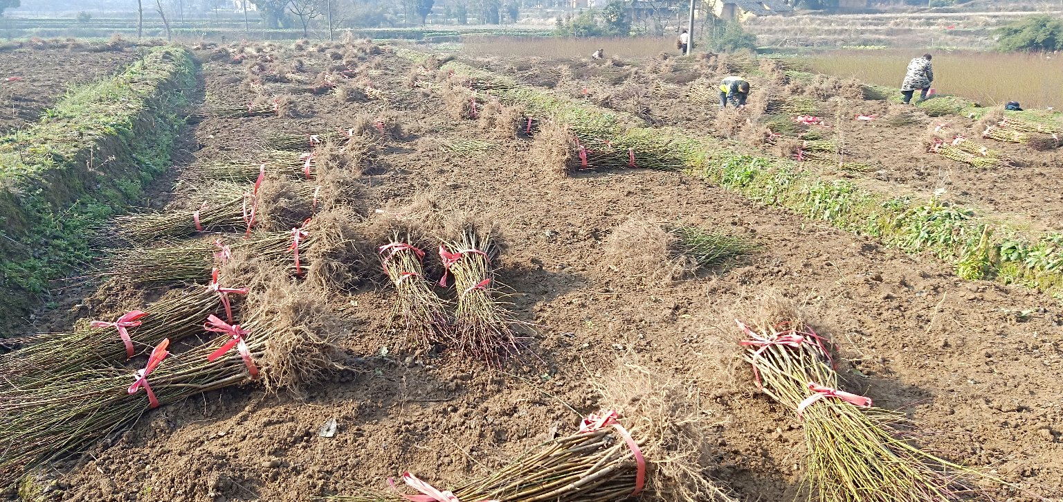 技术人员在田间指导农户种植黄桃苗,展示基地对农户的技术支持 黄桃苗基地技术人员指导农户种植