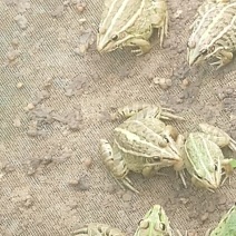 黑斑蛙种苗预定中免费提供技术，，