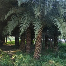 中东海枣