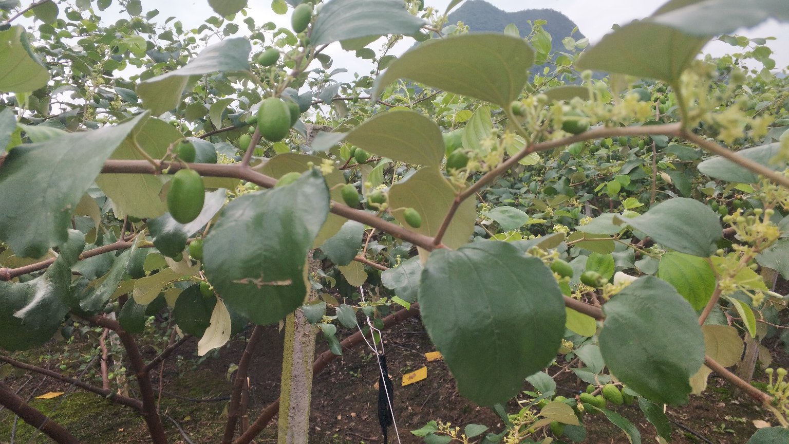 一片郁郁葱葱的青枣果园,树上挂满翠绿色的青枣果实,阳光透过树叶洒在果实表面,农民正在采摘果实,地面铺有防虫网,展现生态种植环境 青枣果园实景