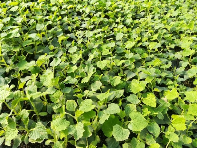 工作人员在甜瓜育苗基地检查幼苗生长情况,手持检测仪器,认真记录数据 工作人员在甜瓜育苗基地检查幼苗生长情况