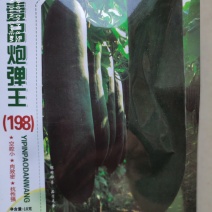 冬瓜种子(黑皮冬瓜)